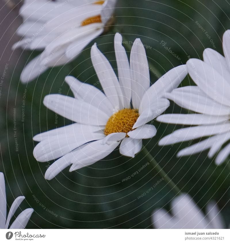beautiful white daisy flower in the garden in springtime petals plant floral nature decorative decoration romantic beauty fragility freshness background season