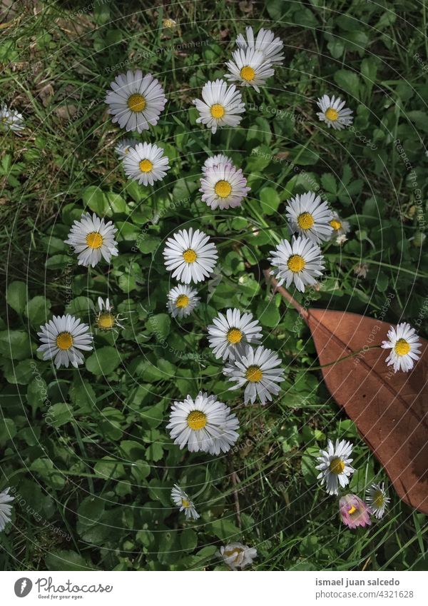 romantic daisies flower in the garden daisy white petals plant floral nature decorative decoration beauty fragility freshness background spring springtime
