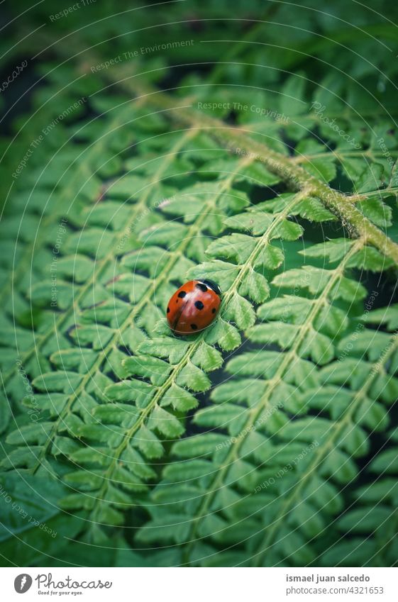 ladybug on the green fern leaf in the nature red insect wings animal plant garden outdoors background beauty fragility elegant small wildlife Exterior shot
