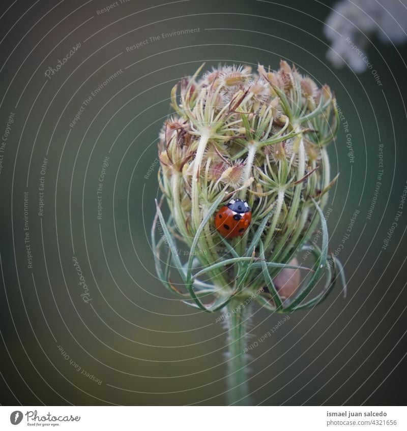 little ladybug on the green flower red insect wings animal plant garden nature outdoors background beauty fragility elegant small wildlife grass spring