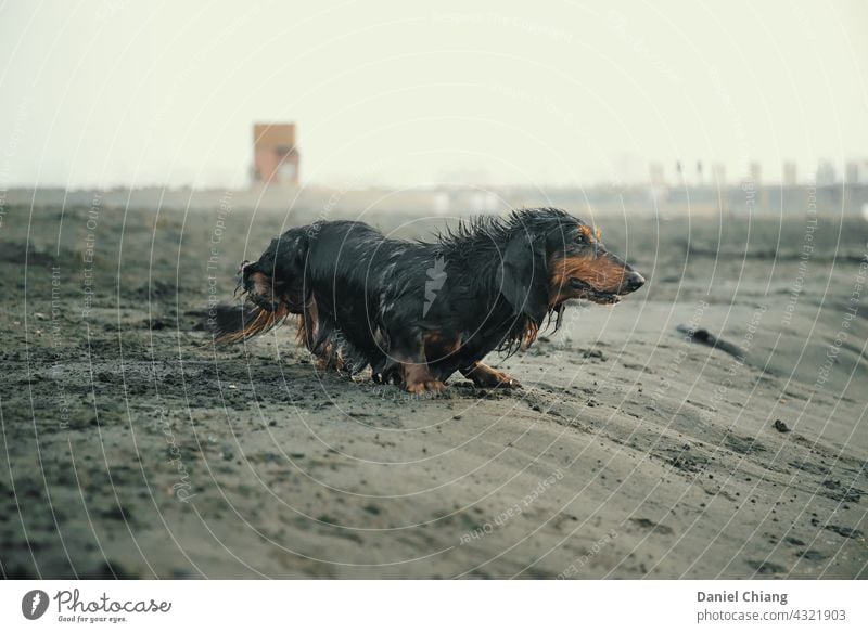 Dog Playing On The Beach dog pet beach wet exciting feeling moment Pet Animal Exterior shot Wet Animal portrait Day Sand Coast look ahead Ocean