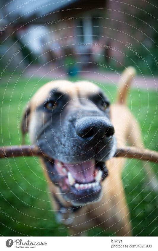 Dog with a stick in its mouth. Invitation to play. Close-up, animal portrait, weak depth of field. Muzzle Teeth dog face Stick Set of teeth Pet Animal portrait