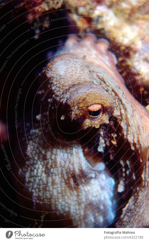 Closeup of an octopus with his eye watching the camera Red Sea animal animal wildlife aquatic aquatic animal aquatic organism camouflage dive diving head