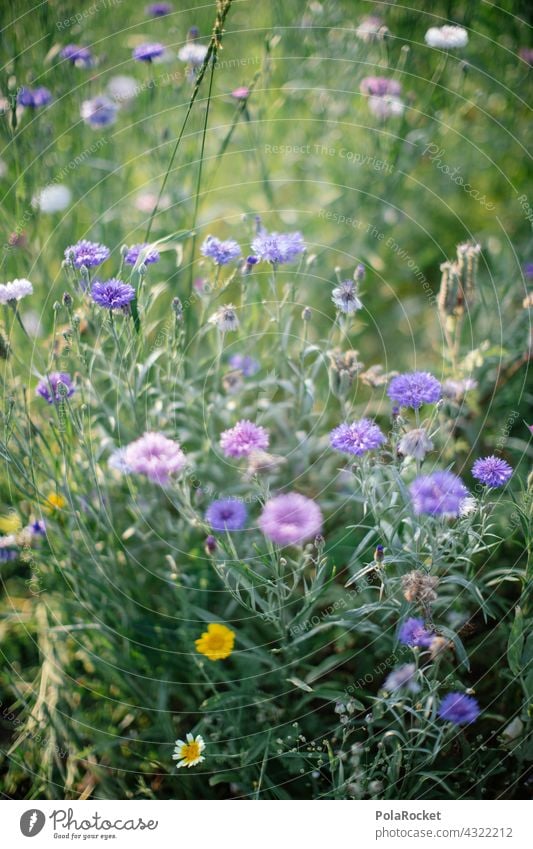 #A# Blue flowers Flower meadow Flowerbed wild flower wild flowers Nature Blossom Summer Meadow Plant naturally Wild plant Blossoming
