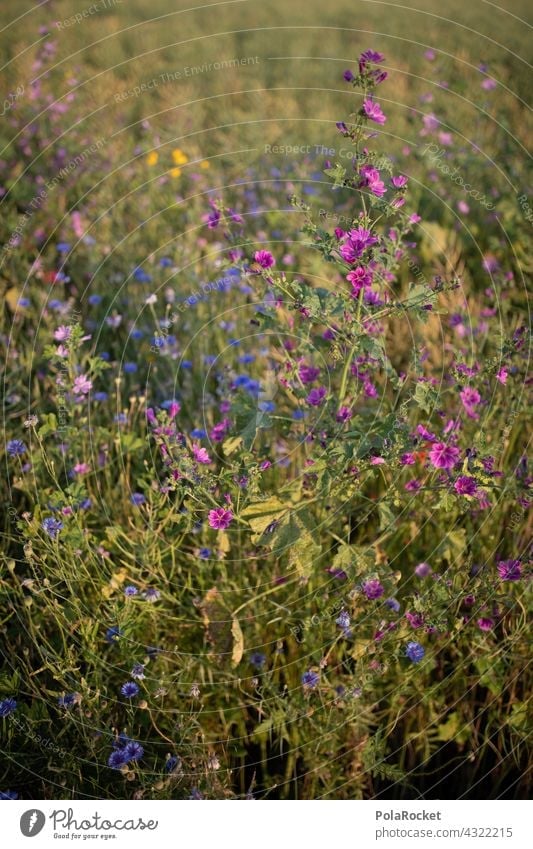 #A# Purple flowers Flower meadow Flowerbed wild flower wild flowers Nature Blossom Summer Meadow Plant naturally Wild plant Blossoming Field field flora