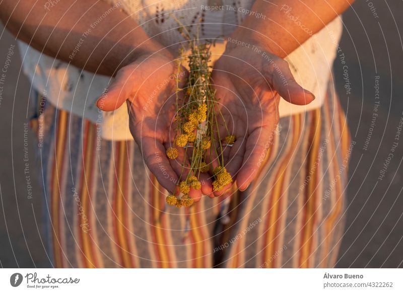 A woman shows in her hands some delicate chamomile flowers, collected while walking, and enjoys the sun and sunset, Spain woman's hands showing herbs plants