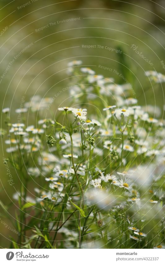 Flowery start of the week with camomile Plant Chamomile Nature Summer Spring Blossom herbaceous Fresh Yellow Green naturally Sunlight wild flower Picturesque