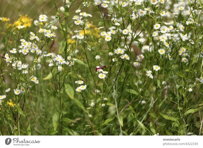 Wild chamomile colourful Field Meadow Holiday season Blossom leave petals Calm idyllically freshness Environment Picturesque Sunlight wild flower naturally