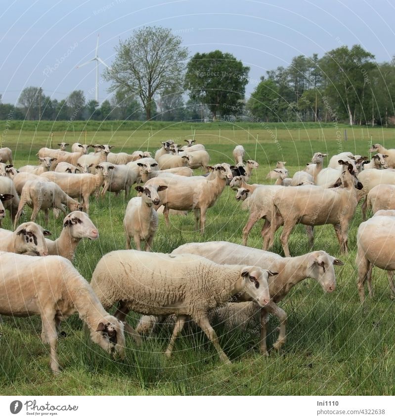 Sheep out to pasture animals Farm animal sheep Flock group shorn shorn sheep Naked Willow tree Juncus Grass Fence trees Pinwheel