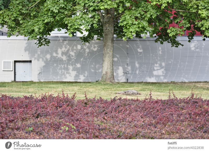 Tree behind hedge Hedge Lawn Meadow Green Nature Summer Plant Exterior shot Landscape Deserted Grass