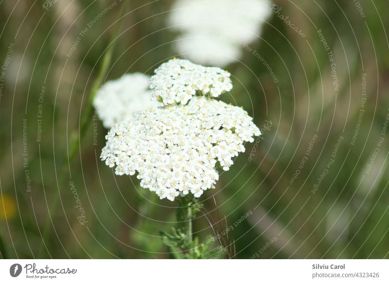Noble yarrow in bloom closeup view with selective focus background green nature plant garden flora beautiful leaf natural wild white flower insect nectar