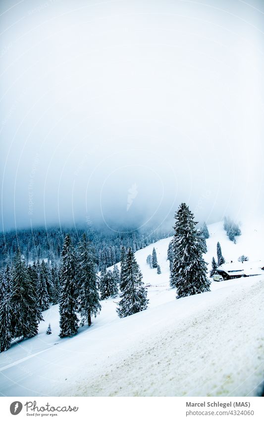 Foggy winter landscape of the Black Forest in the mountains with snow covered fir trees and a hut Snow Winter Winter mood Snowfall Snow track snow-covered