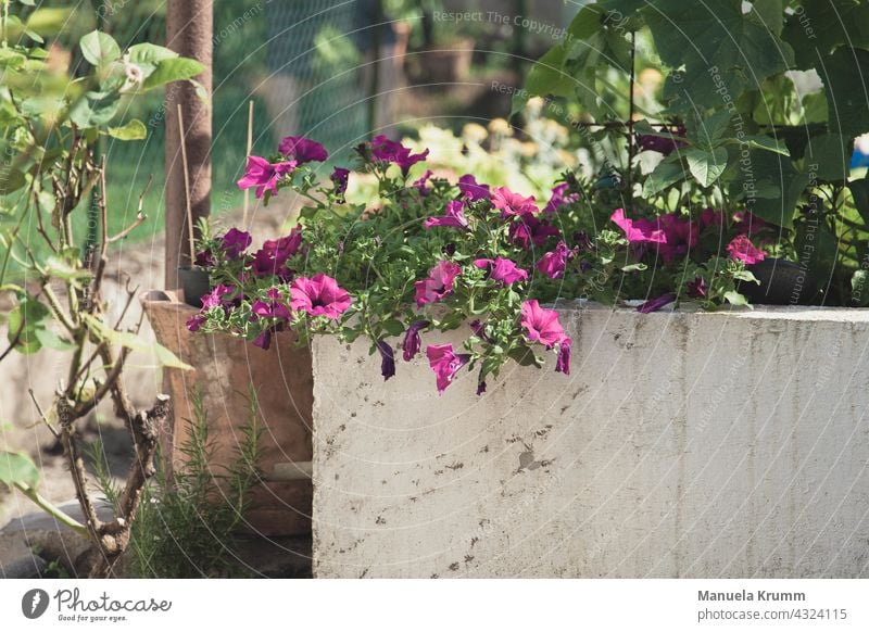 Pink Petunias in Plant Trough Nature pink Blossoming pretty Colour photo Garden Exterior shot Summer