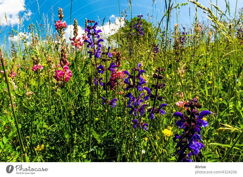 2021 06 13 Lessini flowering spring 2 field nature sky green grass summer hill background landscape meadow season vector blue environment cloud plant