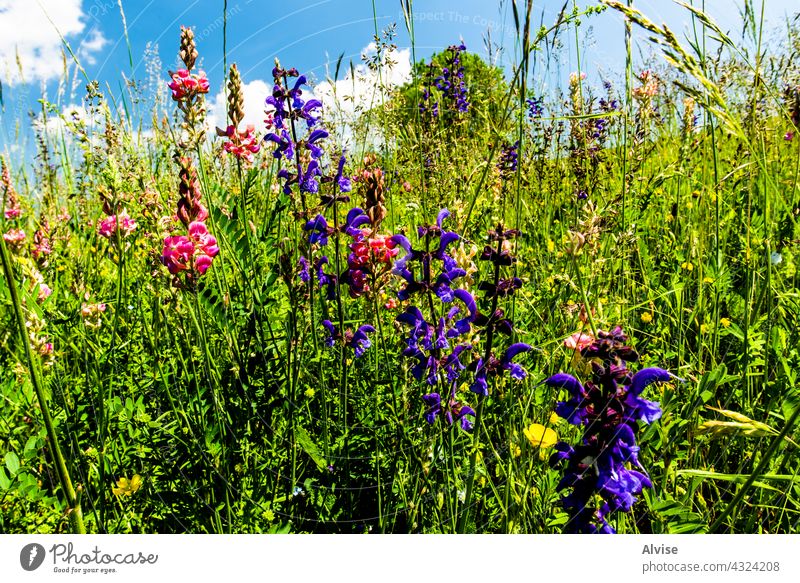 2021 06 13 Lessini flowering spring 6 field nature sky green grass summer hill background landscape meadow season vector blue environment cloud plant