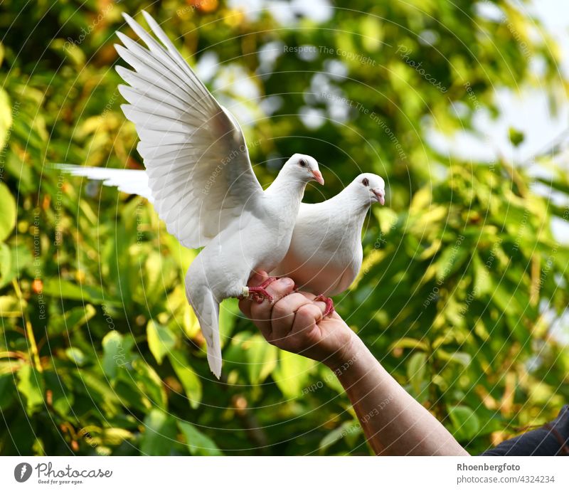 A pair of white pigeons feeding directly from the hand Pigeon Bird Flying Hand Feeding To feed arm Human being Breeder holder animals Pet Grand piano Wedding