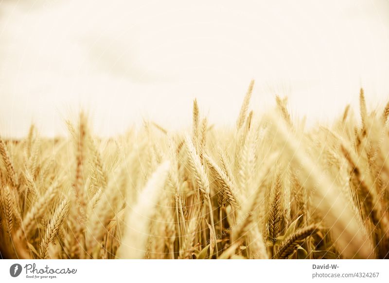 Rye field - Rye in sunlight food Ear of corn Cornfield Agriculture Field Growth Grain Harvest golden Agricultural crop Food