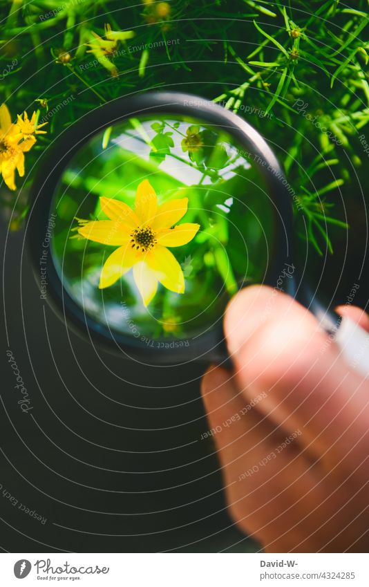 Putting our nature under the microscope Nature sustainability Observe Magnifying glass Attentive Research Climate change Flower explore Biologist Environment