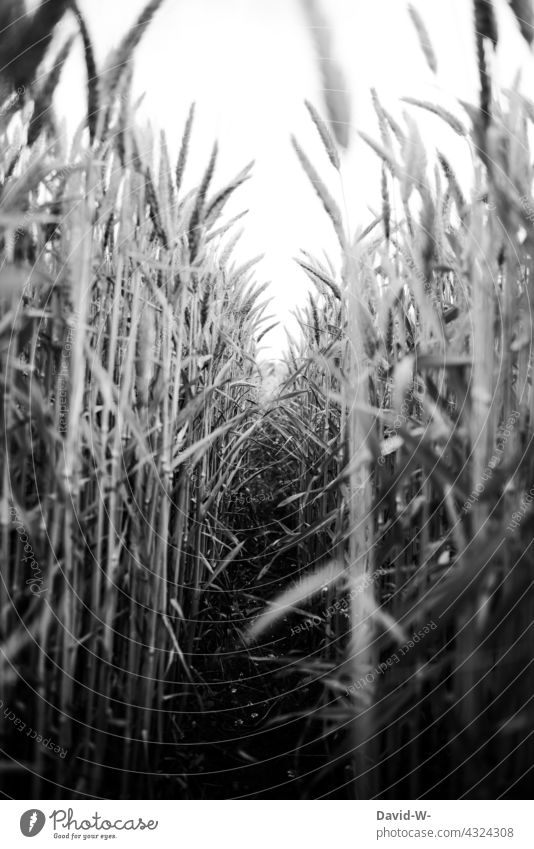 Walk through a colorless grain field Grain field Corridor off path Nutrition Nighttime Resources colourless Cornfield Ear of corn Harvest harvest season