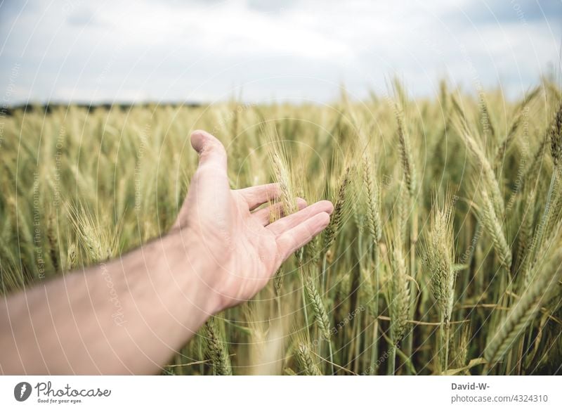 Touching wheat in a cornfield with your hand Wheatfield food products Expensive Grain Cornfield Agriculture Hand take hold of sb./sth. Quality Growth