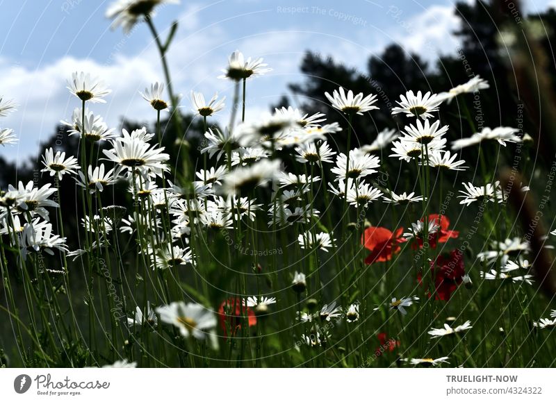 Before autumn comes. Daisies white, poppies red. Sky blue, forest silent. Meadow flowers marguerites White bottom view poppy blossoms Red light blue Clouds
