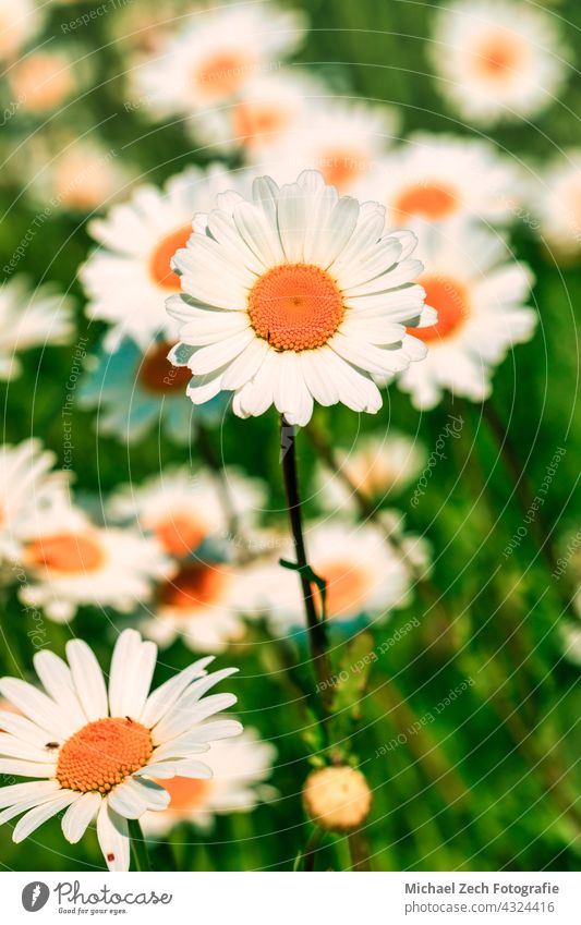 Leucanthemum flowers blooming in a meadow outdoor plant ornamental plant leucanthemum white spring nature daisies summer flora botany garden asteraceae blossom