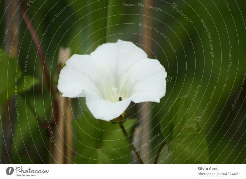 Hedge bindweed in bloom closeup view with green background white flower plant leaf flora nature hedge summer wild blossom floral garden wildflower wild plant