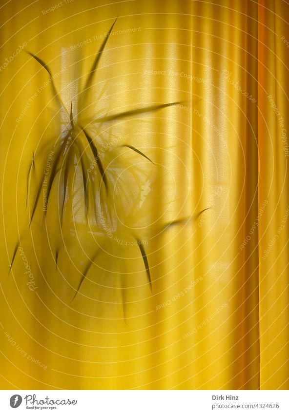 Palm tree behind a yellow curtain Drape Yellow Curtain Folds Interior shot Closed Concealed Houseplant incurred Window Deserted Wrinkles Shadow Textiles