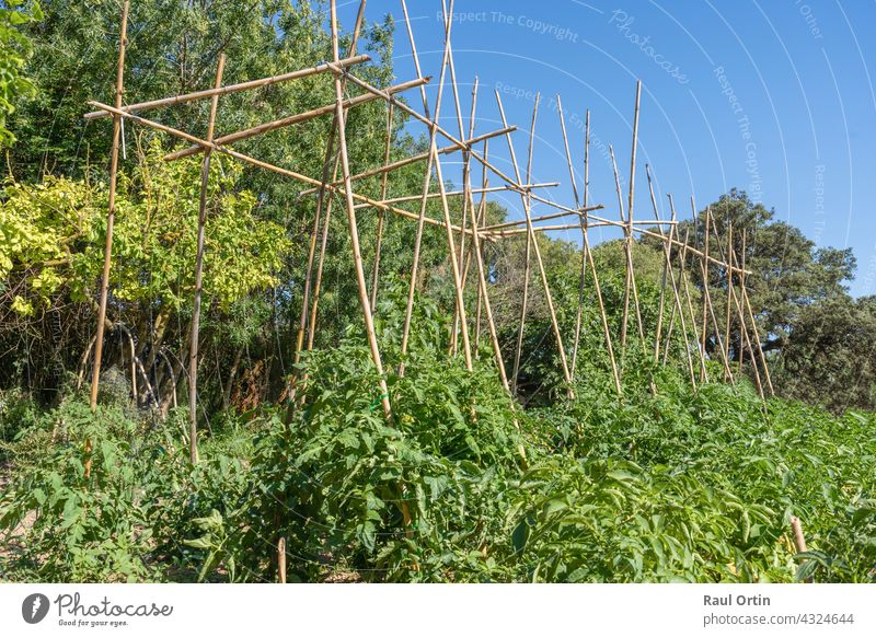 Tomato plants growing in vegetables garden. tomatoes field ripening food agriculture growth gardening greenhouse bunch healthy cherry nature closeup farm