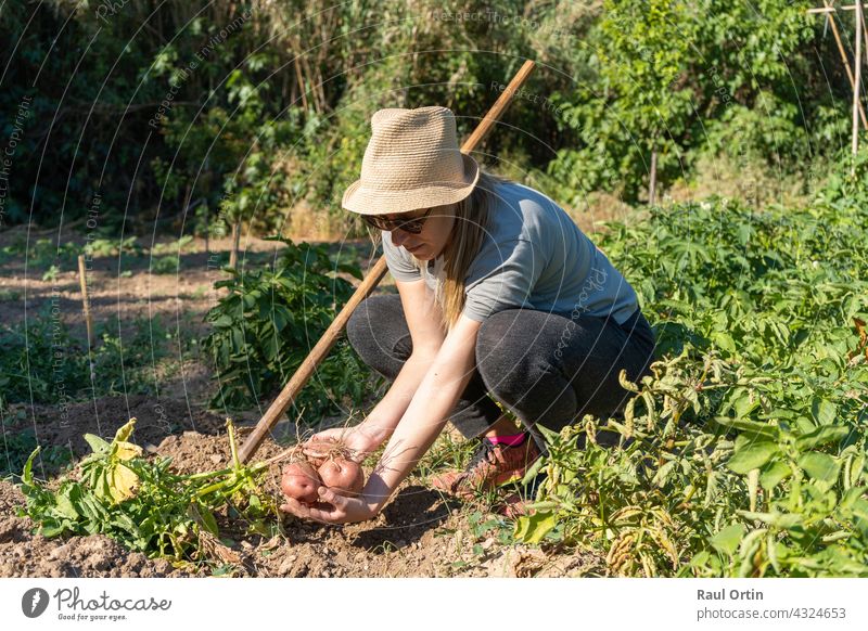 Farmer woman working in vegetables garden, harvesting fresh potatoes. field agriculture farm farmer female young beautiful employment farming person