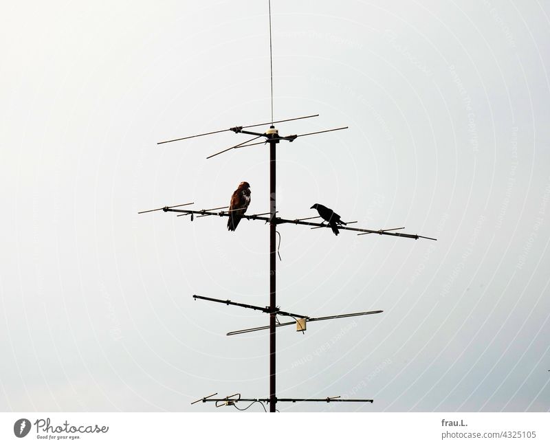 Bugger off! bird of prey Crow courageous Bird of prey Sky Raven birds Antenna vindicate Sit peril Common buzzard
