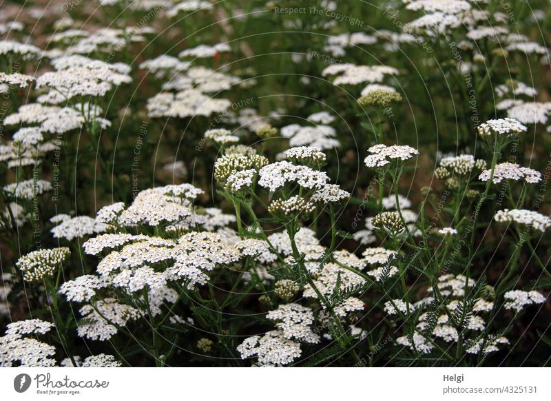 lots of yarrow on a flowering meadow Flower Blossom Yarrow herbaceous plant semi-smoky medicinal plant Women's herb Flowering meadow Summer Plant Nature