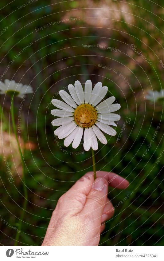 Hand holding a daisy flower with stem no people petal photography vertical close-up pure eye backgrounds meadow color image springtime uncultivated nature