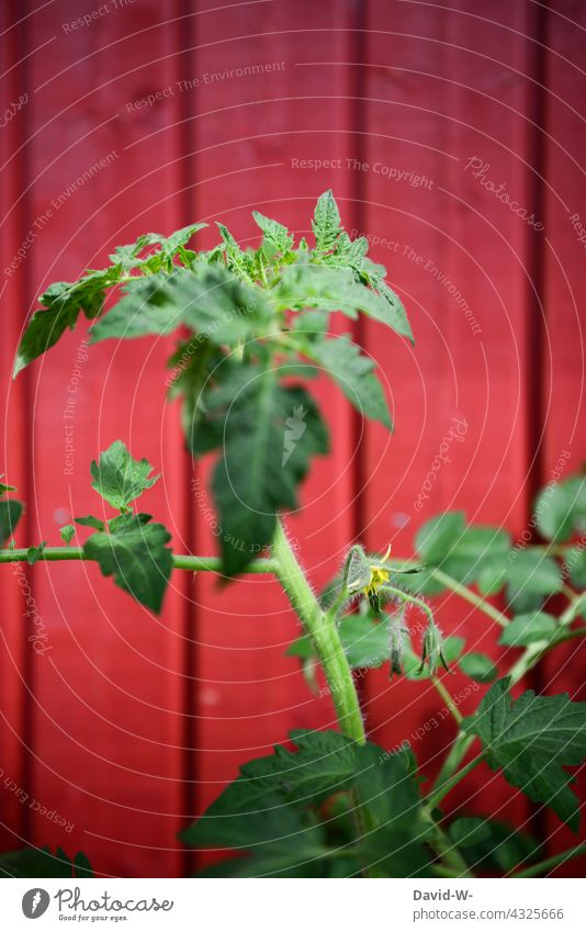 Tomato plant against red background tomato plant tomatoes Plant Red Vegetable Growth Vegetable garden Extend Consciousness