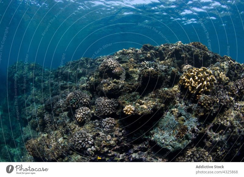 Acropora coral under sea water acropora underwater grow marine bottom exotic reef aqua nature wild tropical wildlife undersea clear azure habitat specie animal