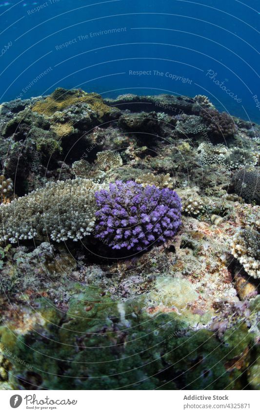Acropora coral under sea water acropora underwater grow marine bottom exotic reef aqua nature wild tropical wildlife undersea clear azure habitat specie animal