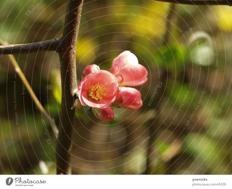 flower, pink Blossom Pink Nature Bud