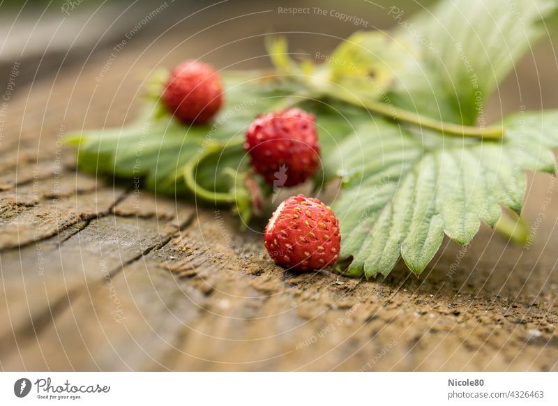 Wild strawberries with text free space wild strawberry Plant Nature Close-up Garden Macro (Extreme close-up) Exterior shot Detail Day Colour photo