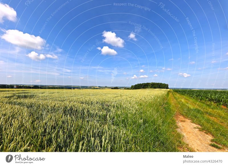 Wheat fields in summer early July in Germany farm grain harvest july landscape wheat background golden light nature reap yellow tree agriculture morning rural