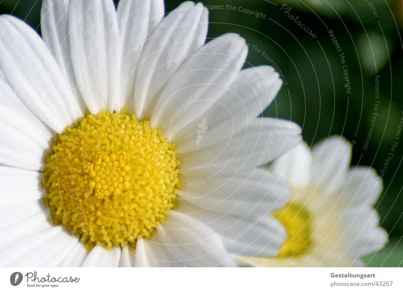 I want to be in front! Plant Flower Blossom Marguerite Spring Summer Meadow flower Yellow White Macro (Extreme close-up) Close-up Blossoming Sun