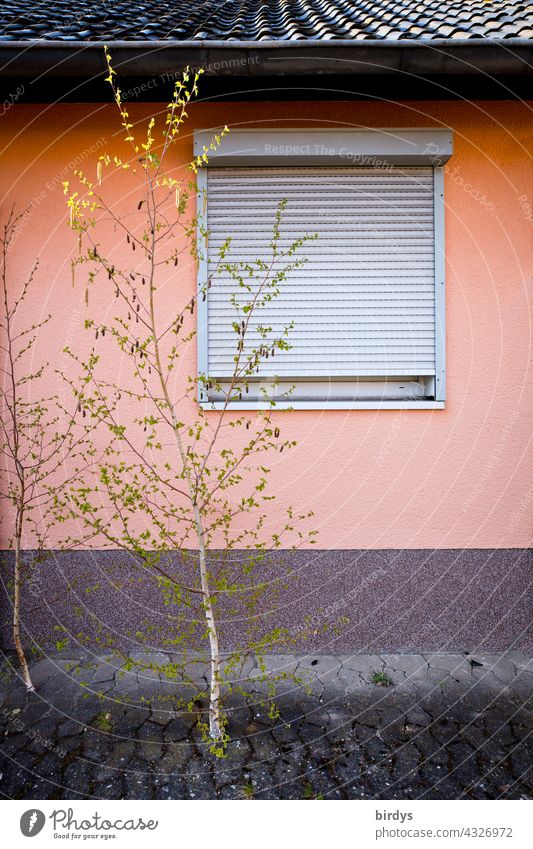 Unoccupied single family home with shutters down, birch trees growing out of sealed front yard. Facade Detached house Window Roller shutter Uninhabited