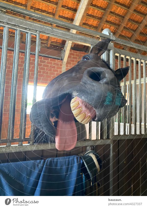 morgäähn. Horse Morning Yawn Fatigue Animal Colour photo 1 Pet Animal portrait Deserted Muzzle Animal face Day Set of teeth Tongue Scream