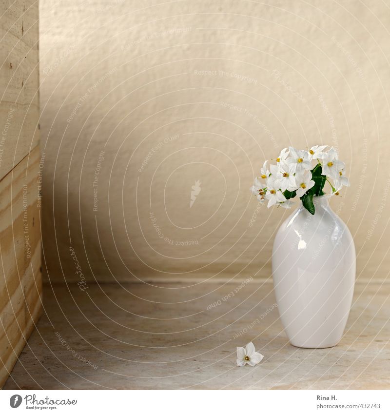 Still Flower Blossom Blossoming Faded Bright Transience Vase White Still Life Solanaceae Colour photo Copy Space top Copy Space middle Shallow depth of field