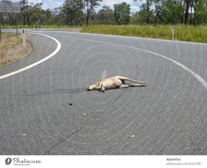 dead kangaroo - on the road.It has probably - not looked left right Kangaroo Animal Dead animal Exterior shot Death run sb./sth. over Wild animal Colour photo