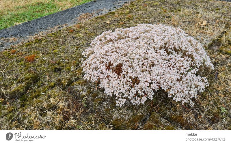 White wall pepper on a moss-covered concrete surface Plant Nature urban Moss Environment blossoms Herbaceous plants Flower Garden Summer Blossoming Round