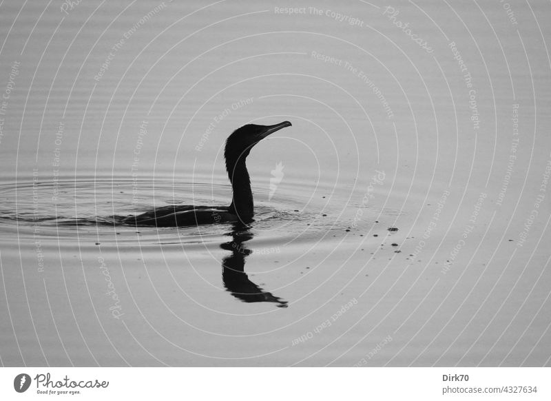 Cormorant black and white be afloat waterfowl Water Bird Animal Nature Exterior shot Lake Environment Swimming & Bathing Deserted Float in the water Pond Day