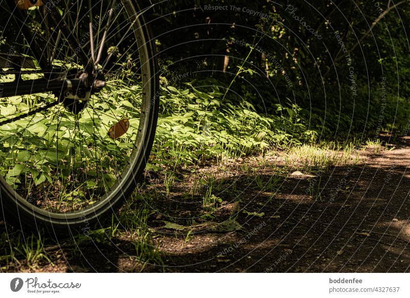 The rear wheel of a bicycle gives a view of a small clearing flooded with light and the edge of a forest path. Bicycle Cycling Leisure and hobbies Deserted