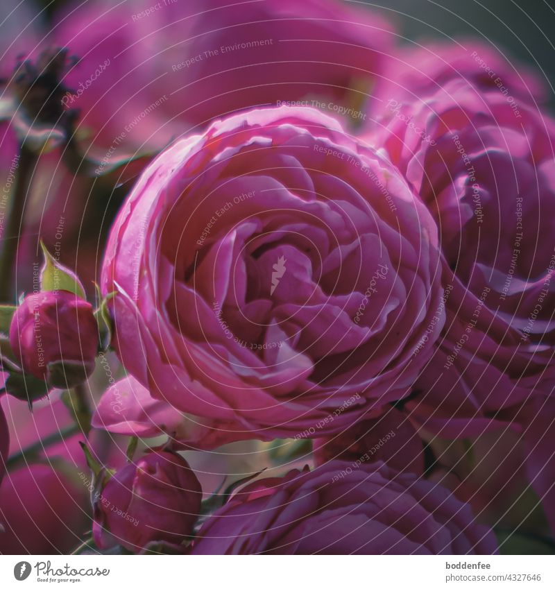 a half opened blossom of a bedding rose in the focus, pink rose petals Rose Blossom Stand focused Nature Close-up