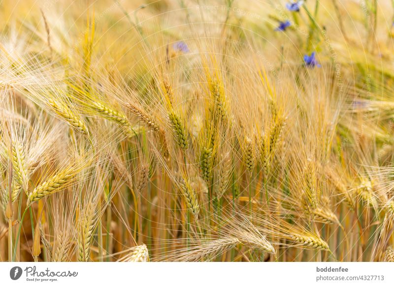 at the edge of a barley field . the barley begins to ripen, the color of the barley grains changes from green to yellow. A few blue cornflowers can be seen at the upper right edge. Close-up with focus on the front ears
