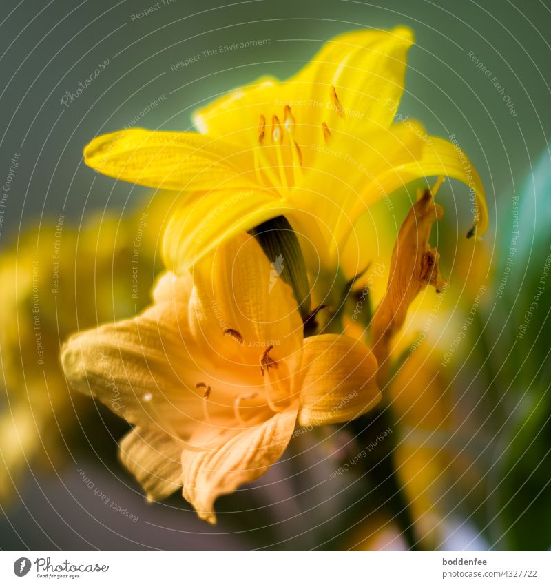 three flowering stages of a yellow daylily: fully bloomed, beginning to wilt and faded, close-up, blurred background, main colors are green, yellow-green and yellow